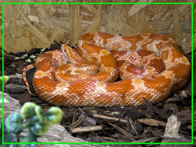 rattenslang leusden.jpg